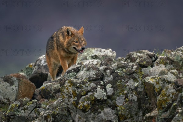 Golden jackal, Canis aureus, feeding scene on meadow, Eastern Rhodopes. Wild dog behaviour scene in nature. Mountain animal in the habitat. Bulgaria wildlife, Balkan in Europe