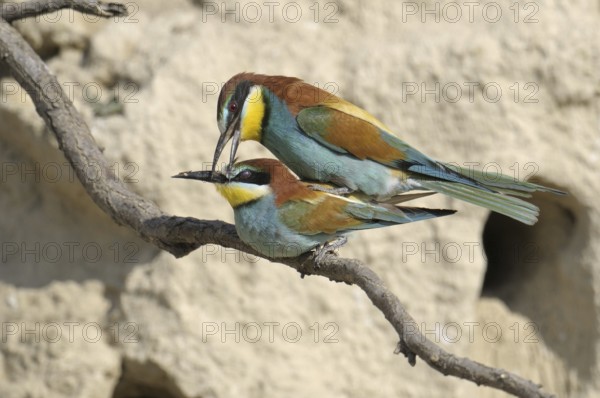 European Bee-eater (Merops apiaster), Austria