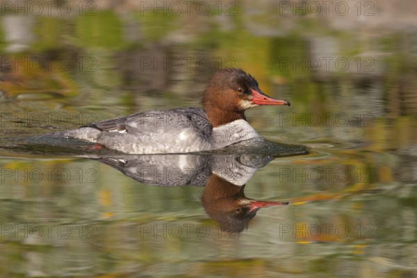 Common Merganser (Mergus merganser americanus) female, California, USA