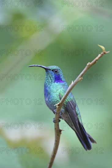 Green Violet-ear Colibri thalassinus San Jose, COSTA RICA 7 November Adult Trochilidae