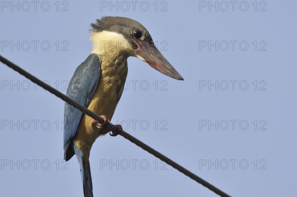 Stork-billed Kingfisher (Pelargopsis capensis), Goa, India