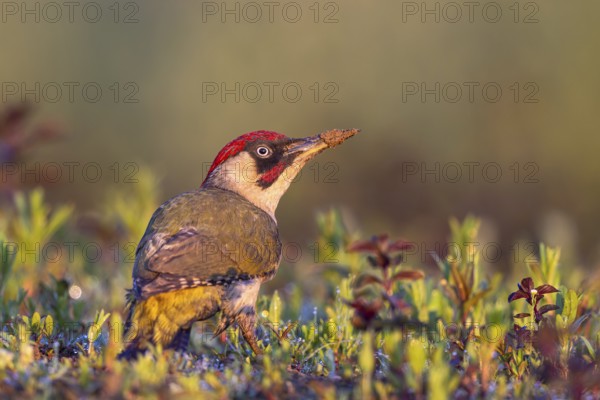 European Green Woodpecker (Picus viridis) male perched on the ground, North Rhine-Westphalia, Germany