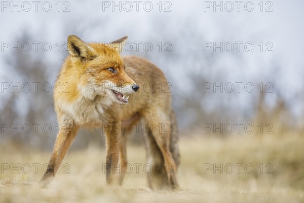 Rotfuchs, Vulpes vulpes Red Fox, Vulpes vulpes