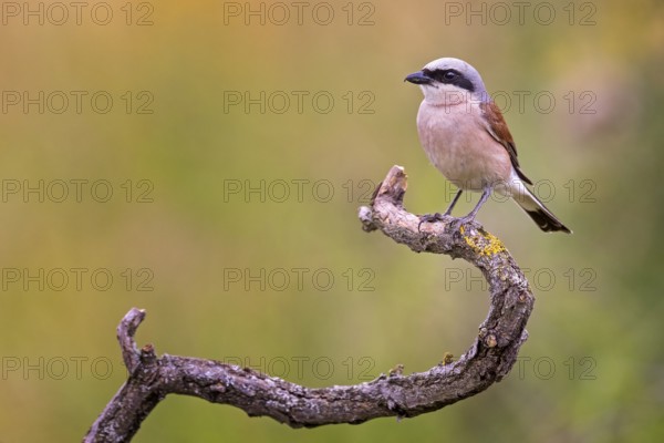 Red-backed Shrike (Lanius collurio) male, Saxony-Anhalt, Germany