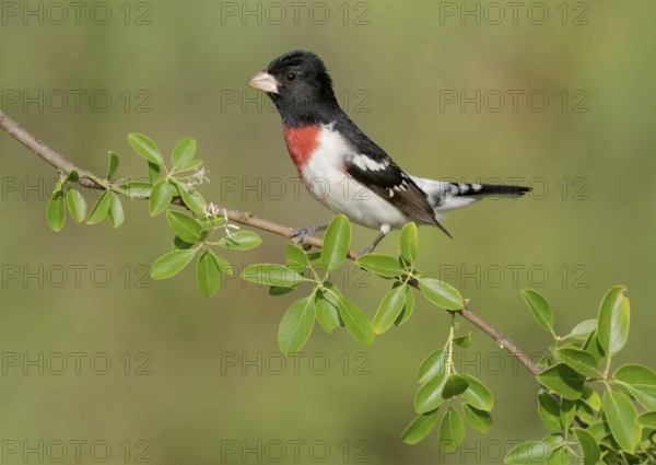 Rose-breasted Grosbeak (Pheucticus ludovicianus) male perched on a branch, Texas, USA