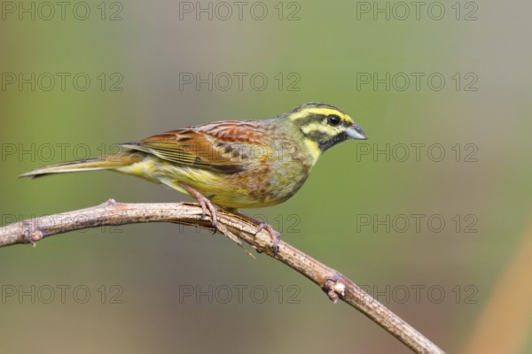 Cirl Bunting (Emberiza cirlus) male, Baden-Wuerttemberg, Germany