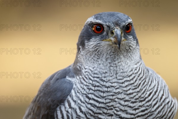 Northern Goshawk (Accipiter gentilis), adult male, Castile and Leon, Spain