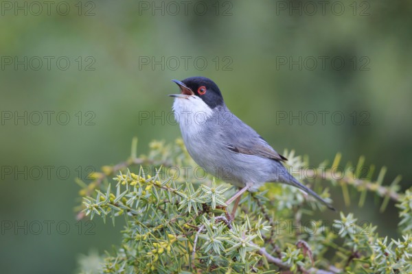 Sardinian Warbler (Sylvia melanocephala) male singing, Mallorca, Spain