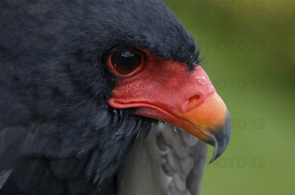 Bateleur (Terathopius ecaudatus)