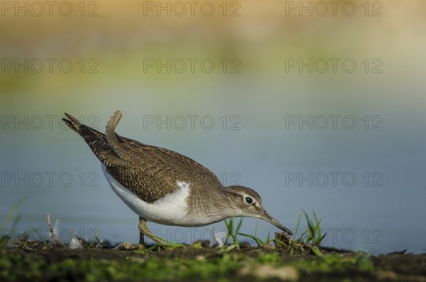 Common Sandpiper (Actitis hypoleucos), Schleswig-Holstein, Germany