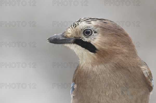 Eurasian Jay (Garrulus glandarius), Rhineland-Palatinate, Germany