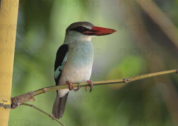 Blue-breasted Kingfisher (Halcyon malimbica), Gambia