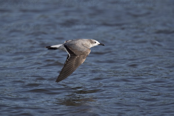 Laughing Gull (Leucophaeus atricilla megalopterus) flying, Santa Rosa, Guatemala