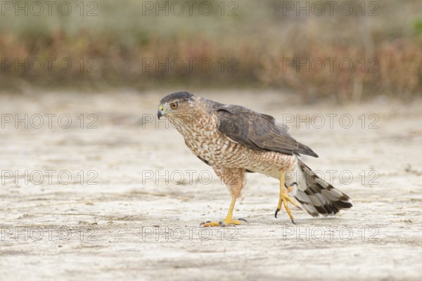 Cooper's Hawk (Accipiter cooperii) perched on the ground, Texas, USA