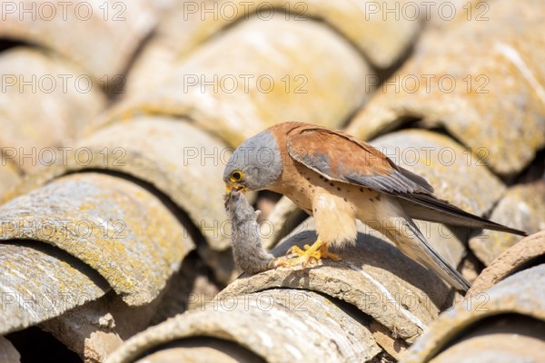 Lesser Kestrel (Falco naumanni) male on a roof with mouse prey in its beak, Castile-La Mancha, Spain