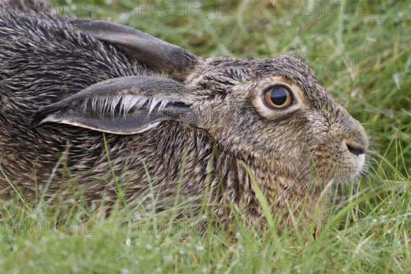 European Hare (Lepus europaeus) sitting in meadow, North Rhine-Westphalia, Germany