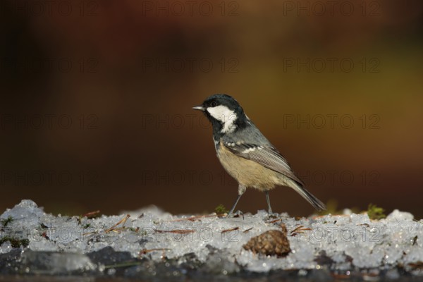 Coal Tit (Periparus ater), Utrecht, Netherlands