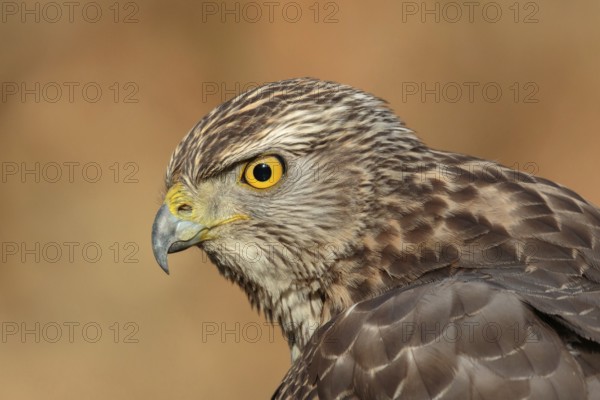 Northern Goshawk (Accipiter gentilis) juvenile, Utrecht, Netherlands