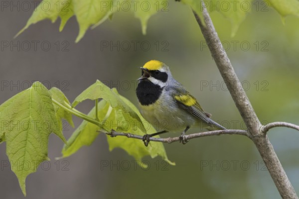 Golden-winged Warbler (Vermivora chrysoptera), Ontario, Canada