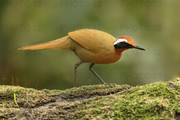 Rail-babbler (Eupetes macrocerus) perched on a mossy log, Johor, Malaysia