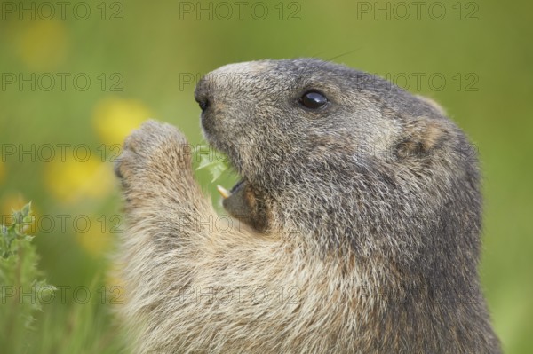 Alpine Marmot (Marmota marmota) adult foraging, Laax, Canton of Grisons, Switzerland