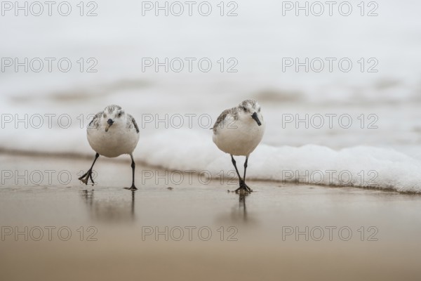 Sanderling (Calidris alba) foraging, Fuerteventura, Spain