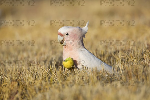 Major Mitchell's Cockatoo (Lophochroa leadbeateri) feeding on a Paddy melon (Cucumis myriocarpus), Northern Territory, Australia