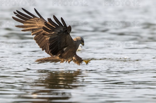 Red Kite (Milvus milvus) hunting, Mecklenburg-Western Pomerania, Germany