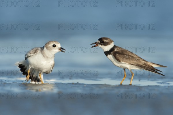 Piping Plover (Charadrius melodus), Texas, USA