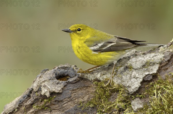 Pine Warbler (Setophaga pinus), Texas, USA