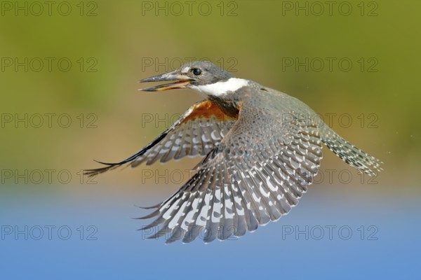 Falcon, green moss stone. Bird of prey Peregrine Falcon sitting on the stone with orange autumn forest. Wildlife scene from Europe nature. Falcon in habitat
