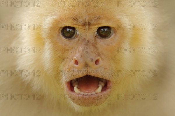 Close-up detail of monkey face. White-headed Capuchin, black monkey sitting on tree branch in the dark tropical forest. Wildlife of Costa Rica. Travel holiday in Central America