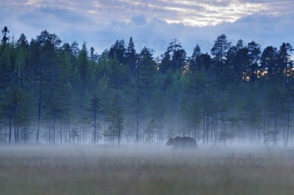 Foggy forest with brown bear in fog. Bear hidden in forest. Autumn forest with animal. Beautiful brown bear walking around lake with autumn colours. Dangerous animal, nature forest and meadow habitat