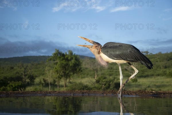 Marabou Stork (Leptoptilos crumenifer) foraging in shallow water, South Africa