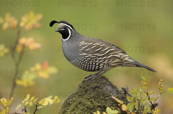 California Quail (Callipepla californica) male, Canada