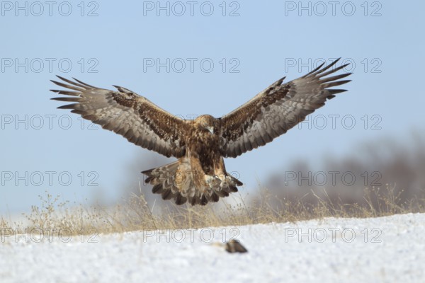 Steinadler; lat. Aquila chrysaetos; Altvogel; adult; im Landeanflug auf einem verschneiten Hang bei Sonnenschein begleitet von einem Kolkraben; Balkangebirge in Bulgarien