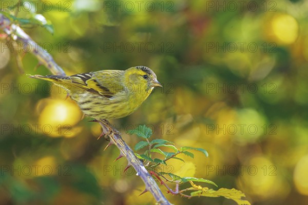Eurasian Siskin (Spinus spinus) male, Abruzzo, Italy