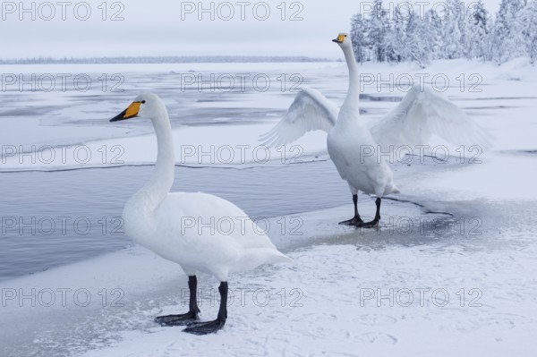 Whooper Swan (Cygnus cygnus), Finland