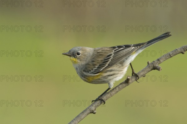 Audubon's Yellow-rumped Warbler (Setophaga coronata) Sacramento County California