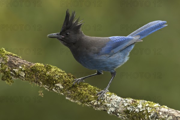 Steller's Jay (Cyanocitta stelleri), British Columbia, Canada