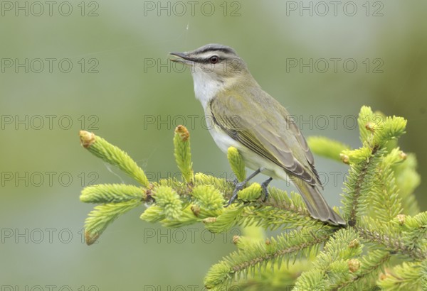 Red-eyed Vireo (Vireo olivaceus), Alberta, Canada