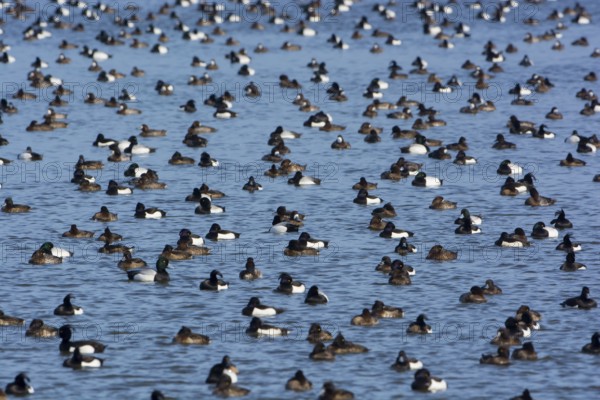 Greater Scaup & Tufted Duck (Aythya marila & Aythya fuligula) huge group on a lake, Mecklenburg-Western Pomerania, Germany