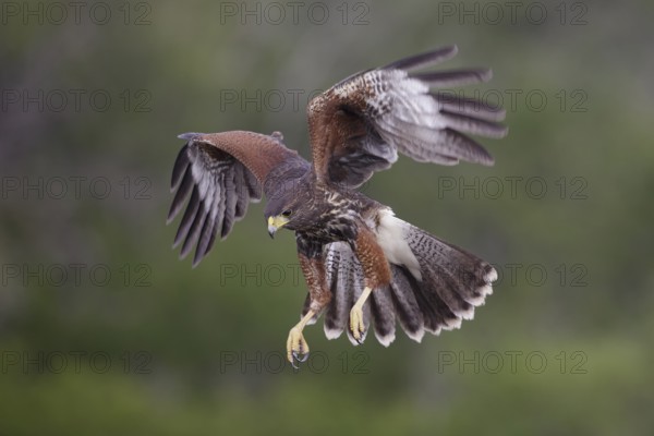 Harris's Hawk (Parabuteo unicinctus) juvenile approaching, Texas, USA