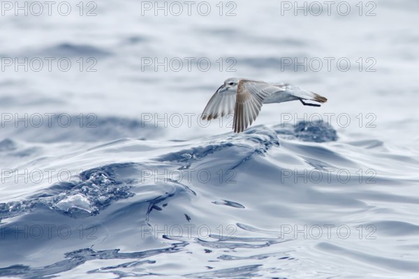 Fairy Prion (Pachyptila turtur) flying, Victoria, Australia