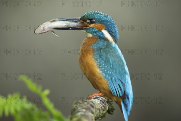Common Kingfisher (Alcedo atthis) male perched on a branch with a fish in its beak, Lower Saxony, Germany