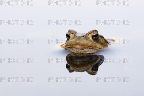 European Toad (Bufo bufo), adult at water surface, North Rhine-Westphalia, Germany