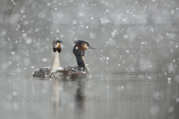 Great Crested Grebe (Podiceps cristatus) pair, North Rhine-Westphalia, Germany