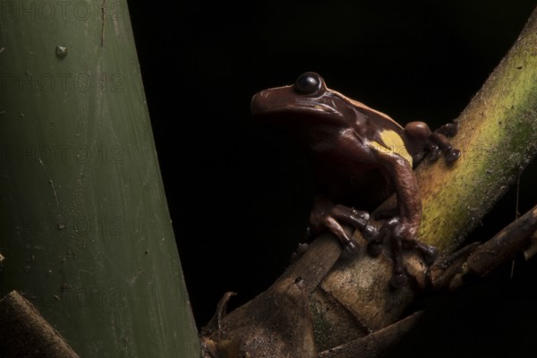 A very rare Chocolate frog in Ecuador. This species spends its entire leaf inside and around native bamboo stems