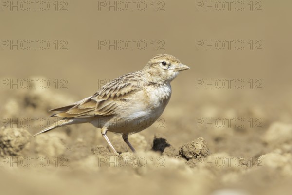Greater Short-toed Lark (Calandrella brachydactyla), Podhum, Croatia