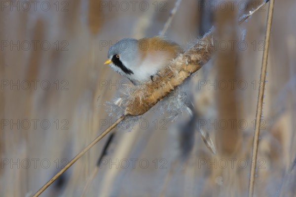 Bearded Reedling (Panurus biarmicus) male feeding on cattail seed, Thuringia, Germany